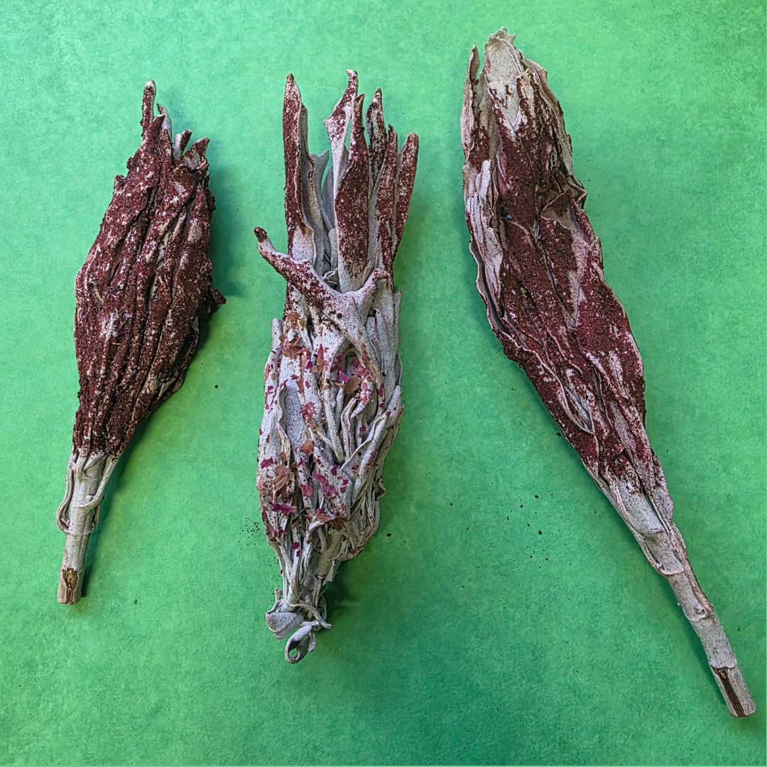 Sage (White) Tips Dipped in Dragons Blood