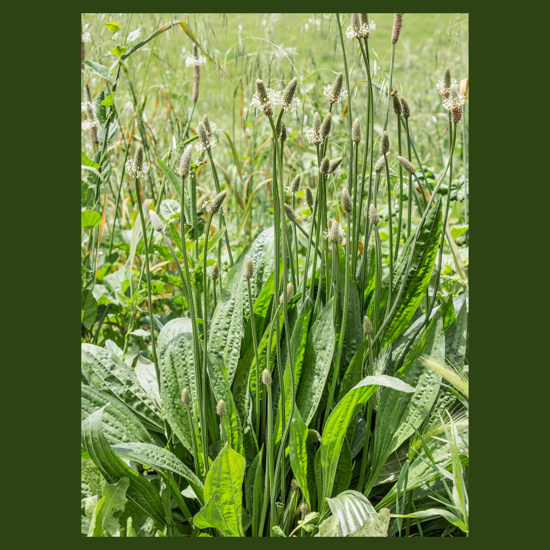 Plantain - 50gm