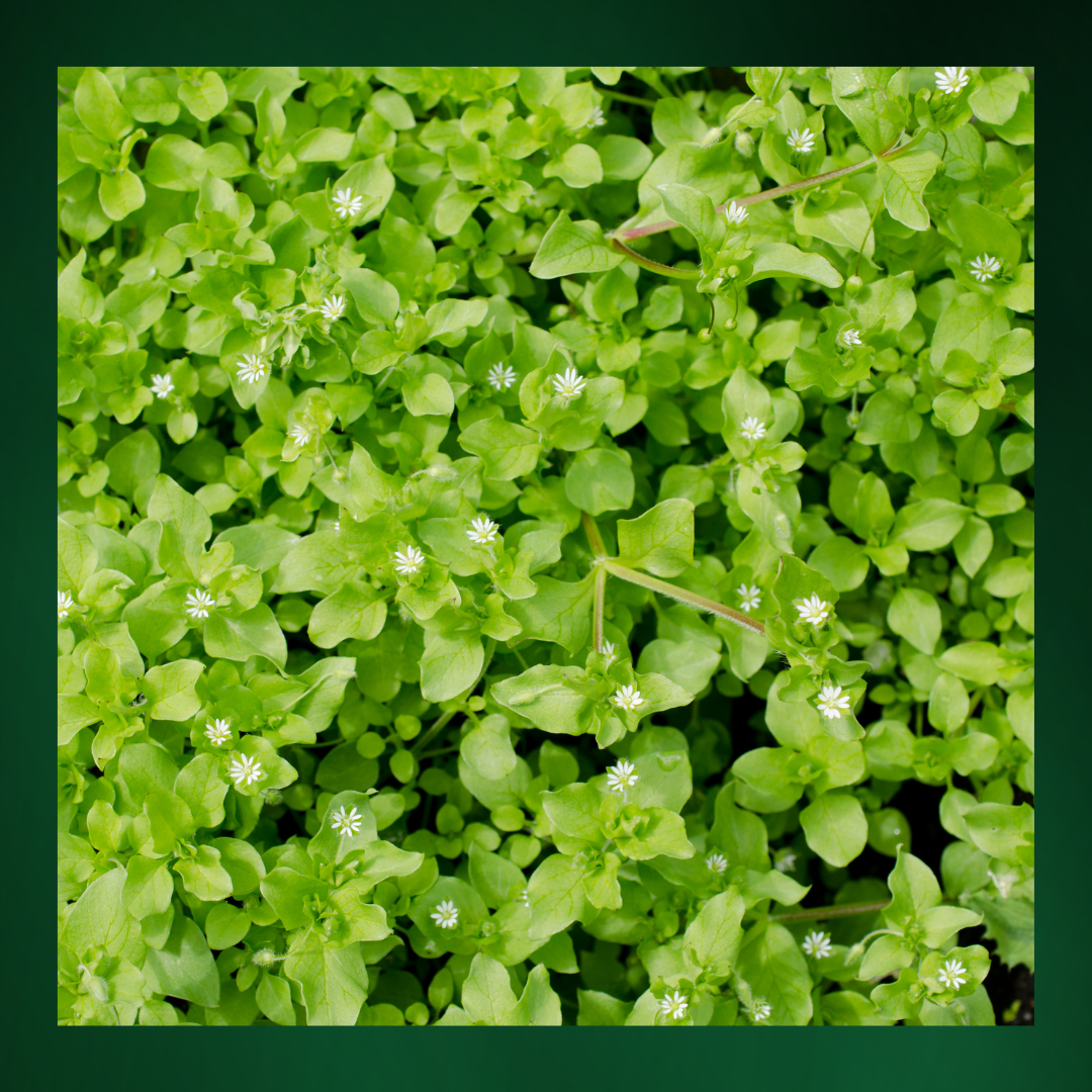 Chickweed (Dried) - 50gm