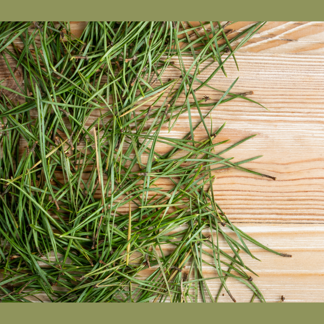 Pine Needles (Dried) - 50gm