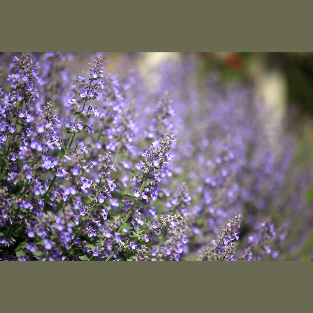 Catmint (Catnip) - 50gm