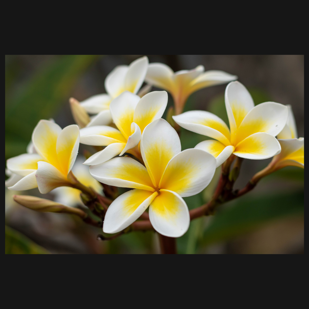 Frangipani Attar - 5ml