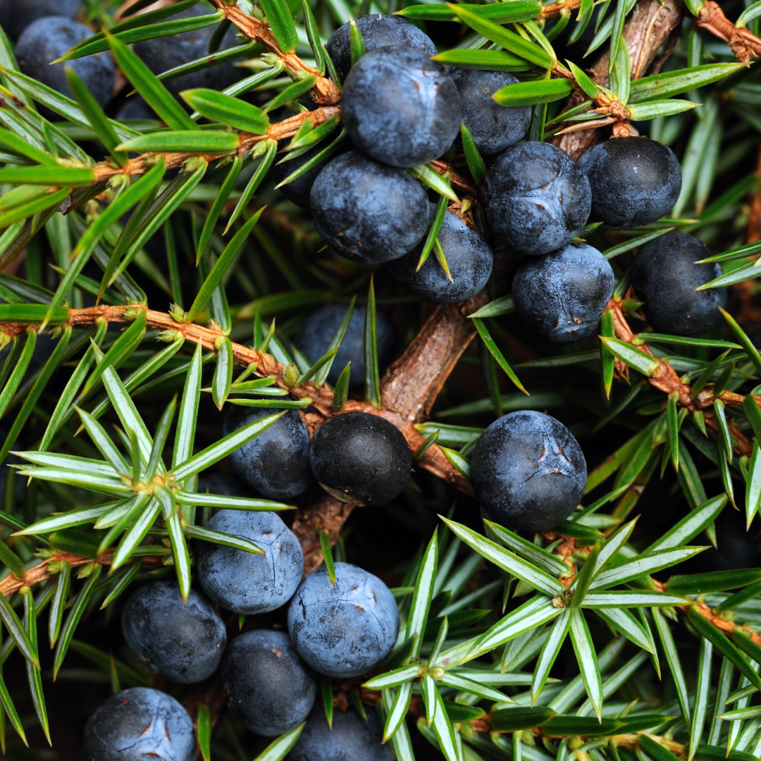 Juniper Berries - 50g