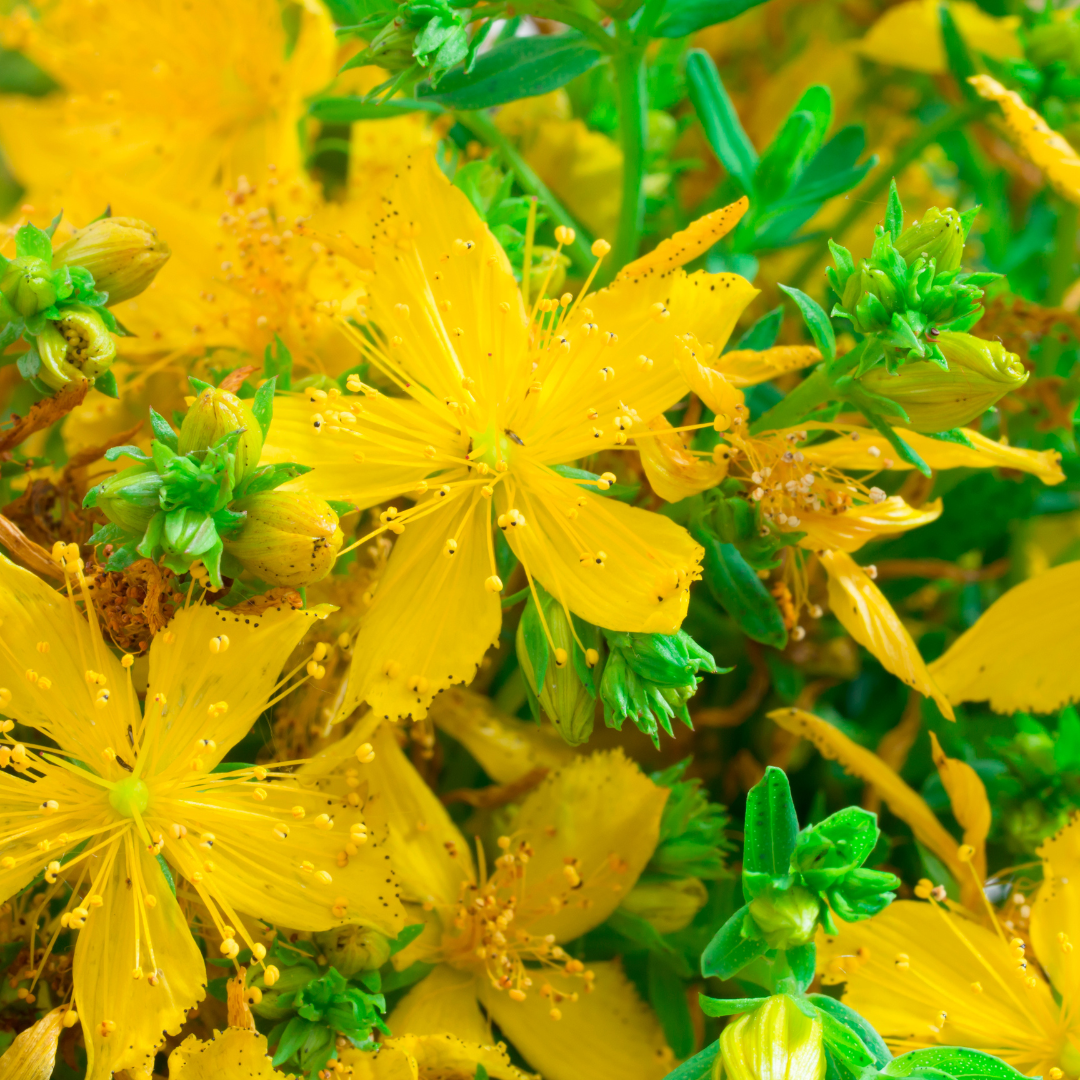 St Johns Wort - 50g