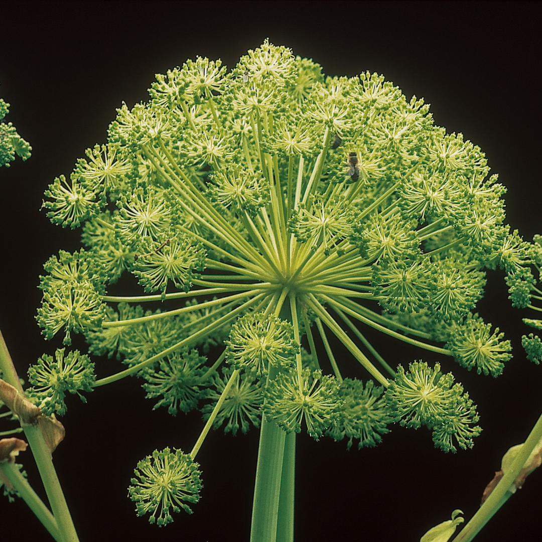 Angelica Root Essential Oil - 5ml - Harriet Herbery