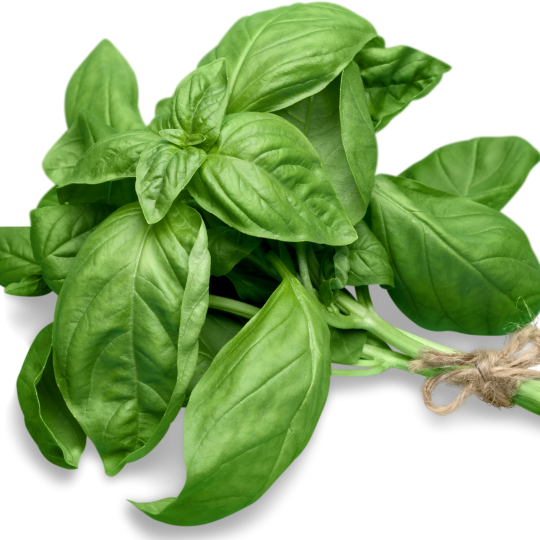 Basil - Essential Oil - Certified Organic - 10ml - Harriet Herbery