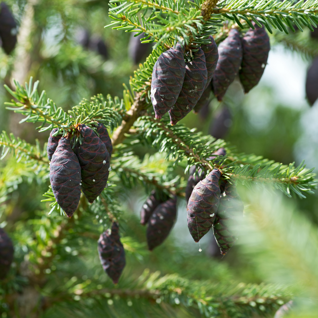 Black Spruce Essential Oil - Organic - 10ml