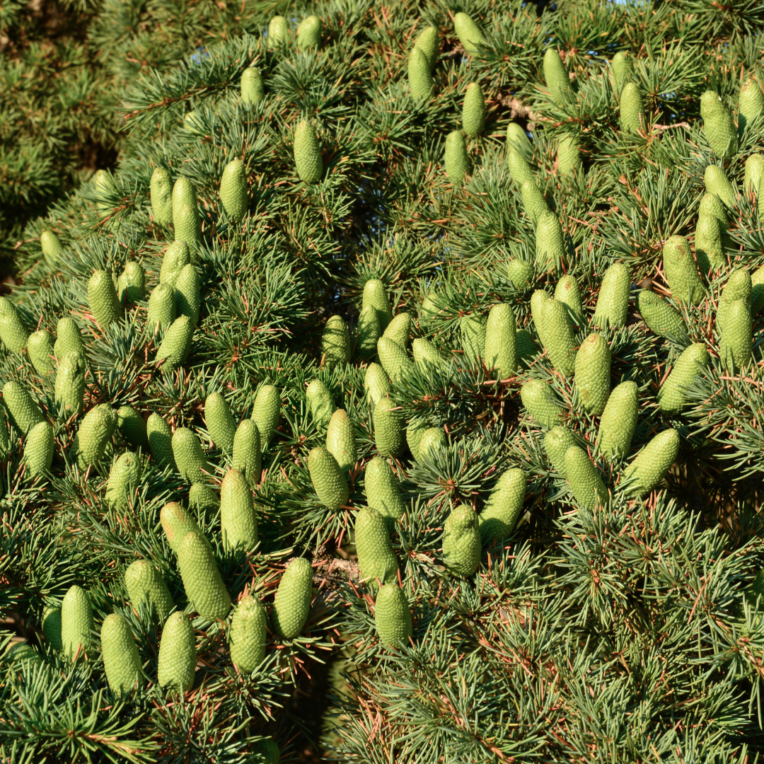 Cedarwood Himalayan Essential Oil - 15ml