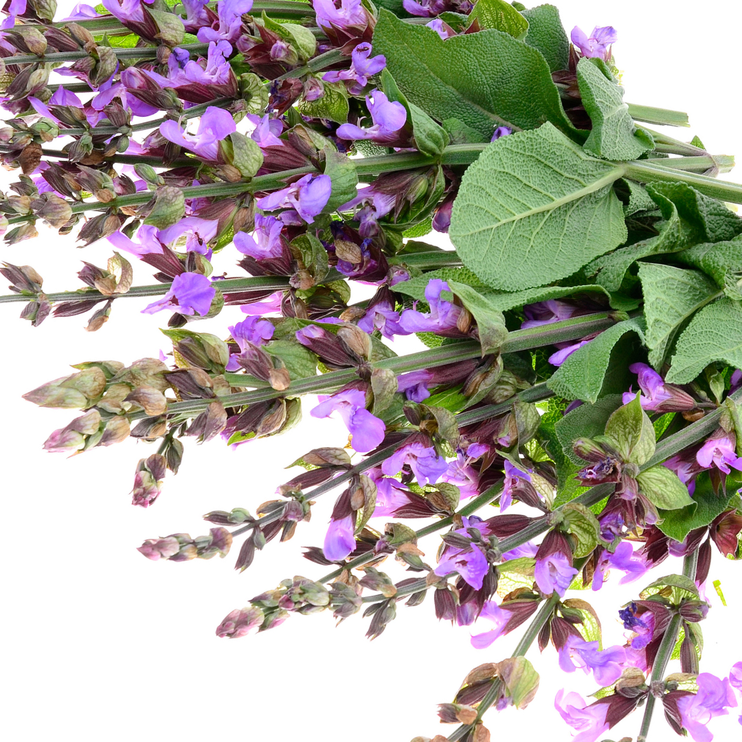 Clary Sage - Essential Oil - 10ml - Harriet Herbery