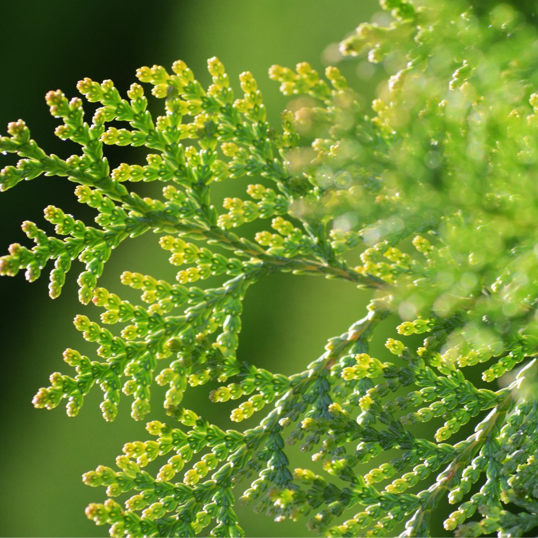 Cypress (French) - Essential Oil - 10ml - Harriet Herbery