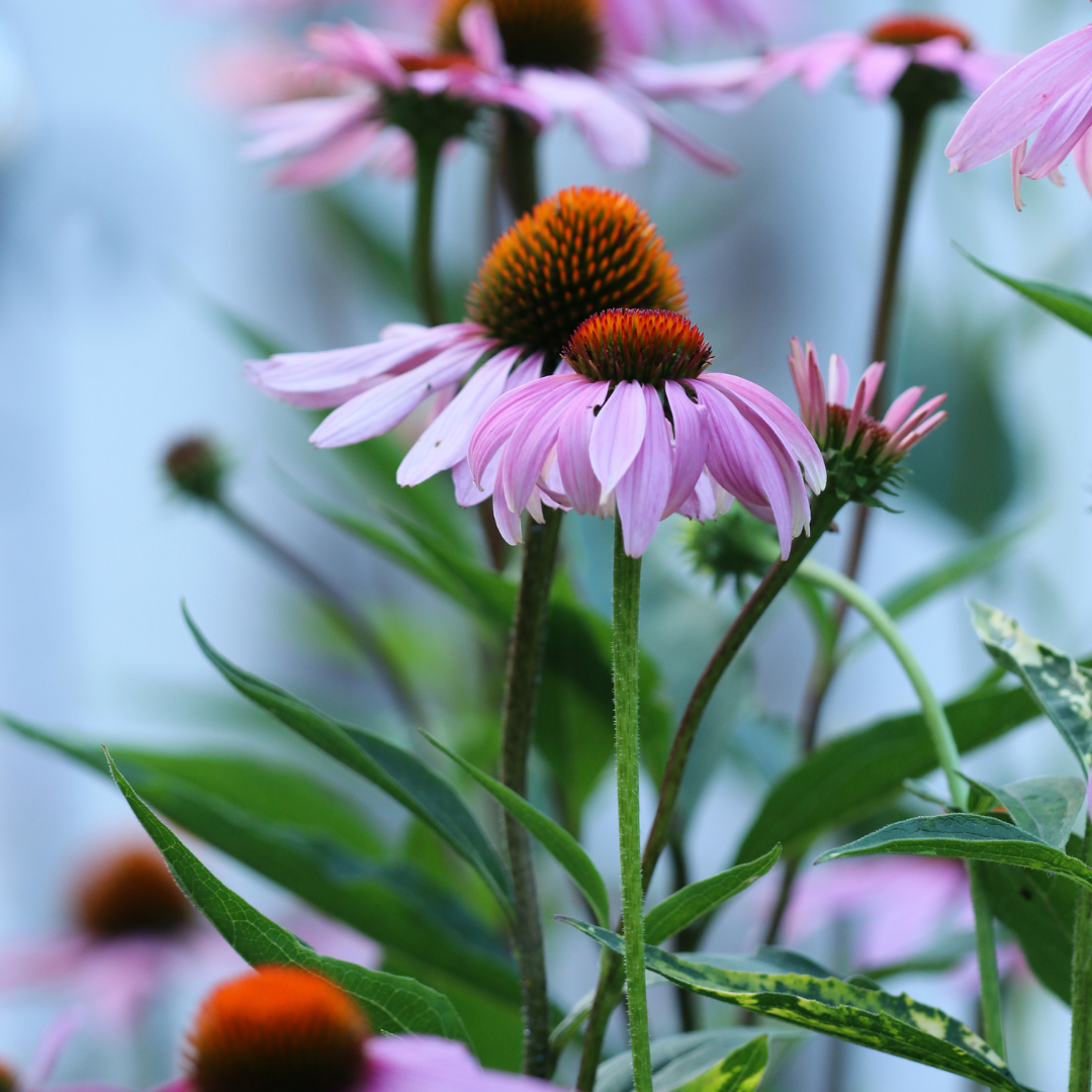 Echinacea Whole Plant - Certified Organic - 50g