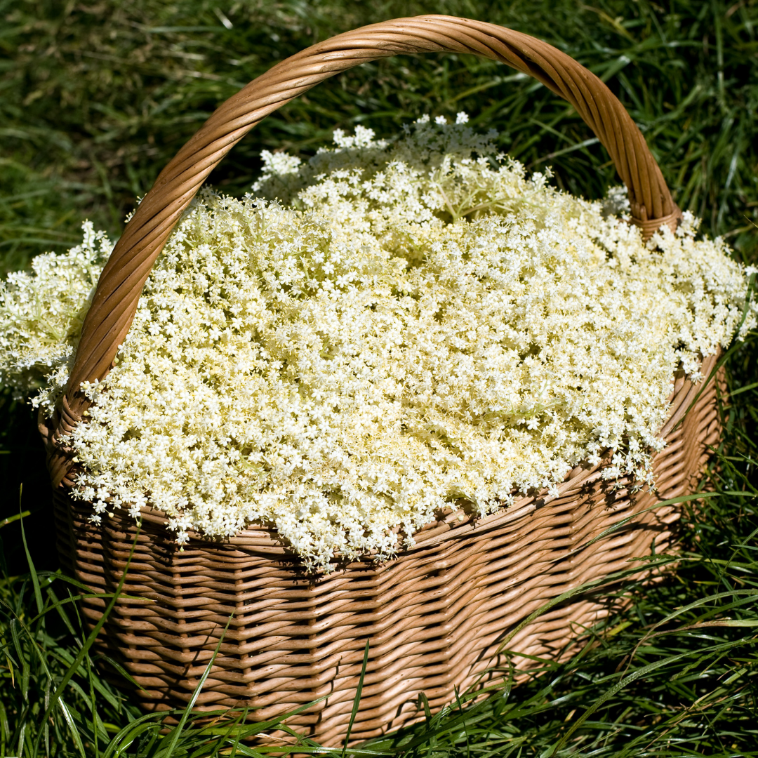 Elderflower - Certified Organic - 50g