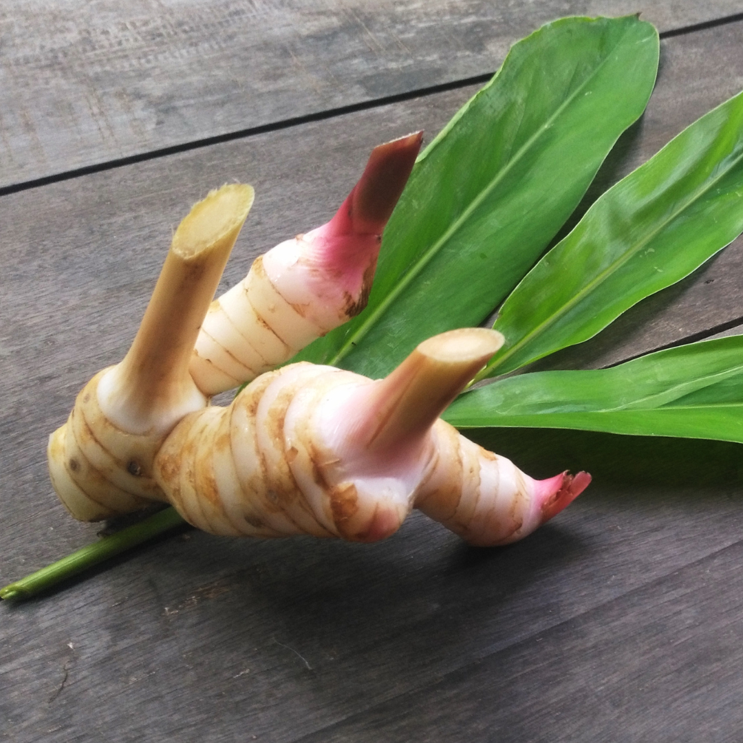 Galangal Essential Oil - 10ml