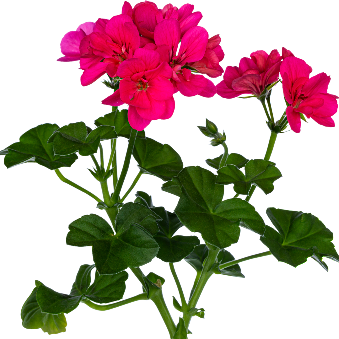 Geranium - Essential Oil - 5ml - Organic - Harriet Herbery