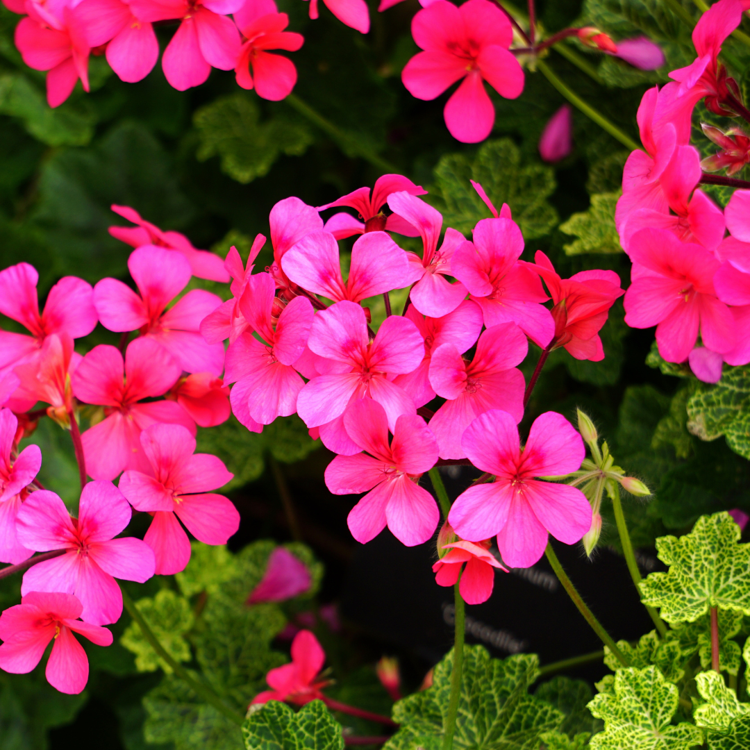 Geranium Hydrosol - Organic 50ml