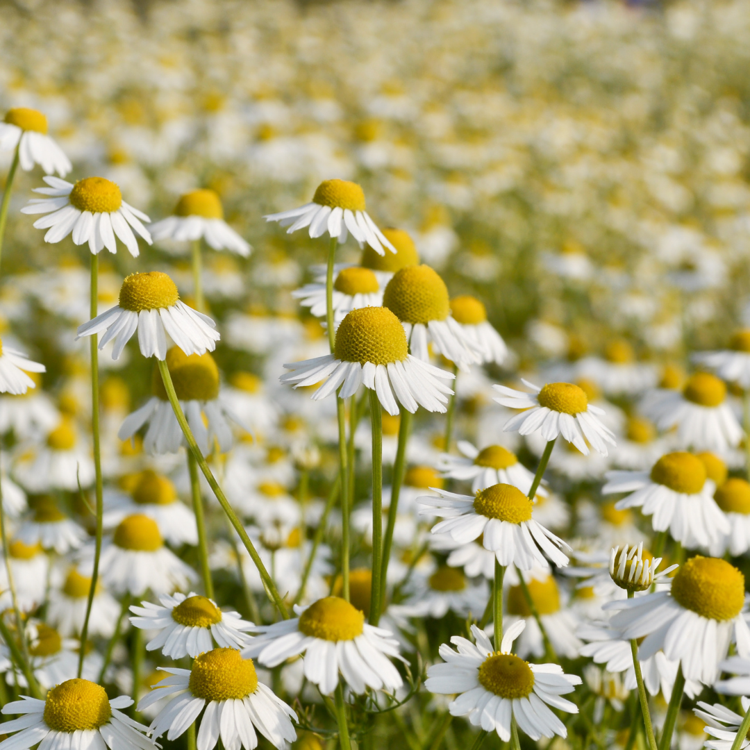Chamomile (German) 3% in Jojoba - 10ml - Harriet Herbery