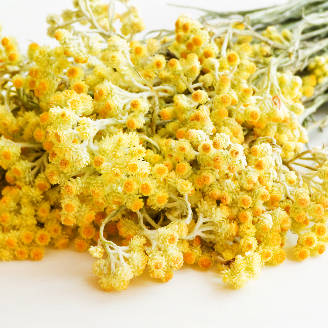 Helichrysum Essential Oil 3% in Jojoba Oil - 10ml - Certified Organic