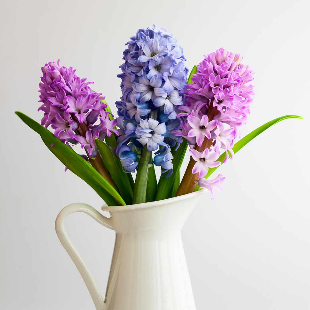 Hyacinth Absolute 3% in Jojoba - 5ml