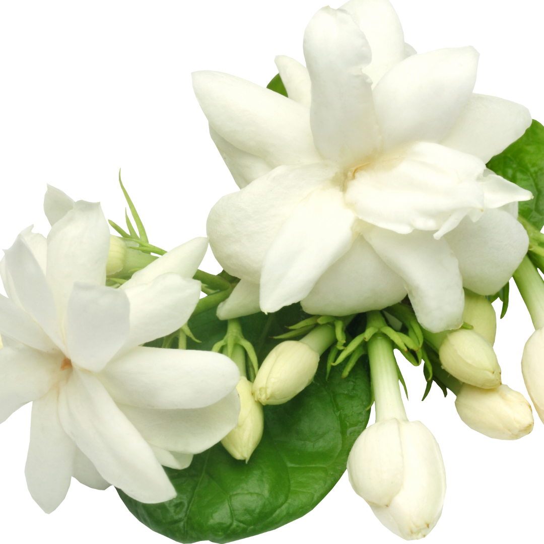 Jasmine grandi Absolute 3% in Jojoba -10ml