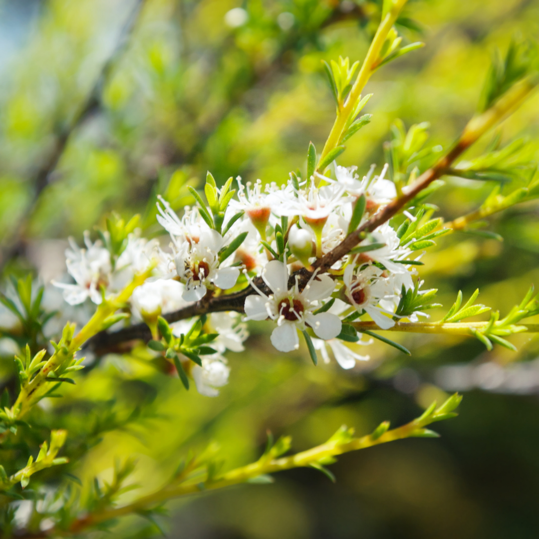 Kunzea 10ml - Harriet Herbery