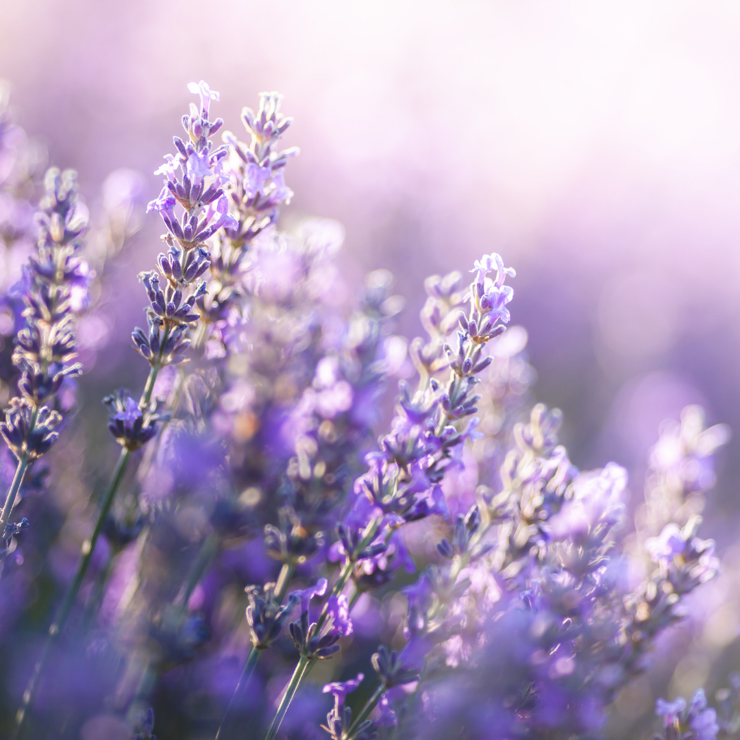 Lavender 100% Pure Essential Oil (certified organic) - Harriet Herbery