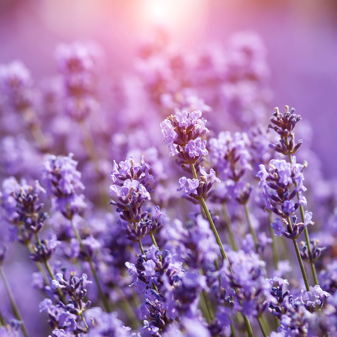 Lavender Hydrosol 50ml