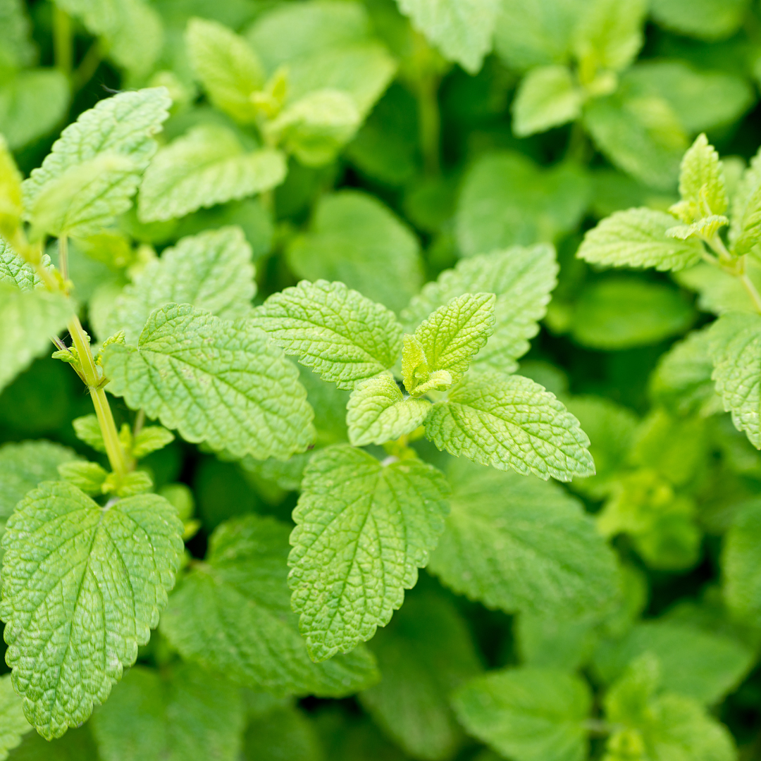 Lemon Balm - Certified Organic - 50gm