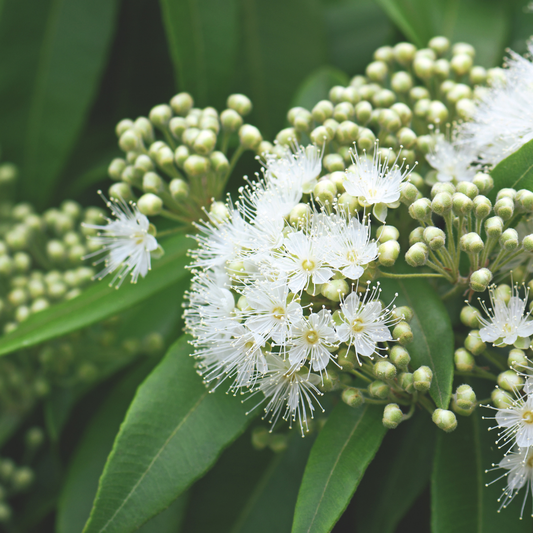 Lemon Myrtle - Certified Organic - 50gm