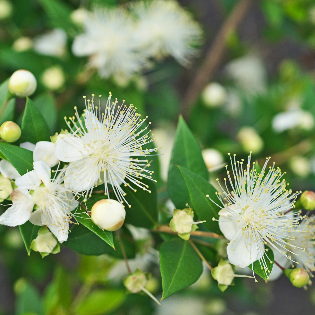 Lemon Myrtle Hydrosol - Organic 50ml
