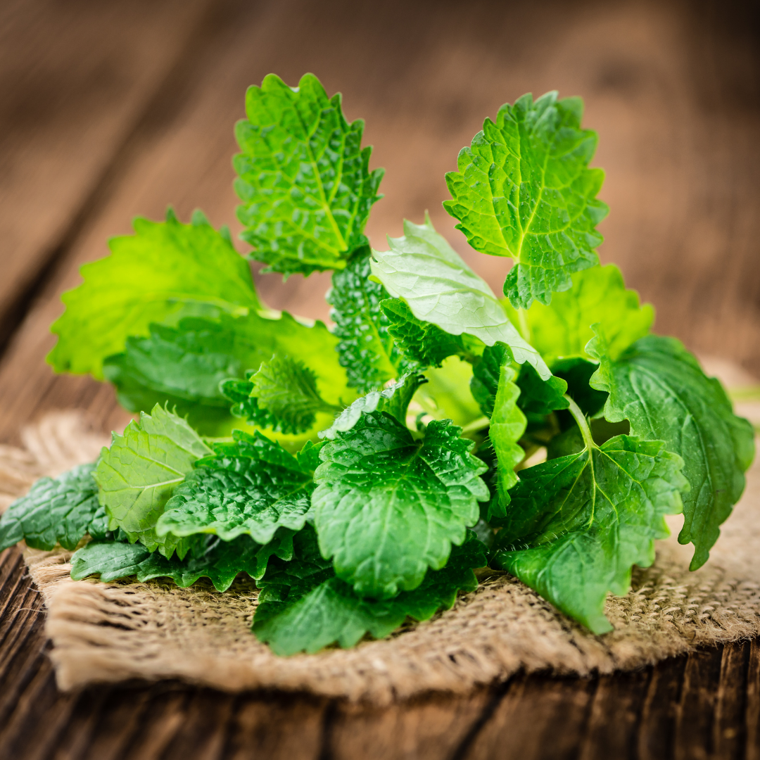 Melissa Leaf Essential Oil 5ml