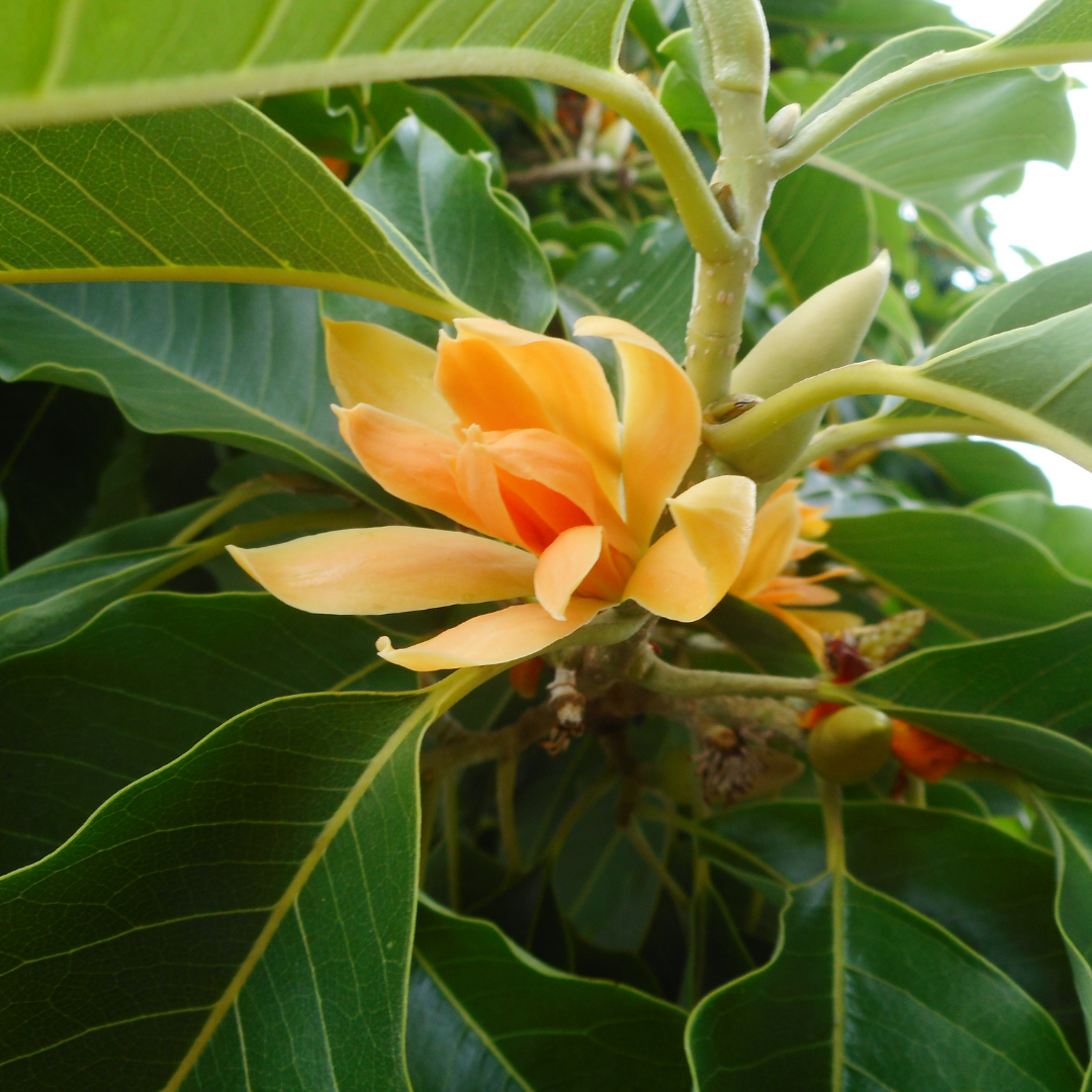 Nag Champa Attar 5ml - Harriet Herbery