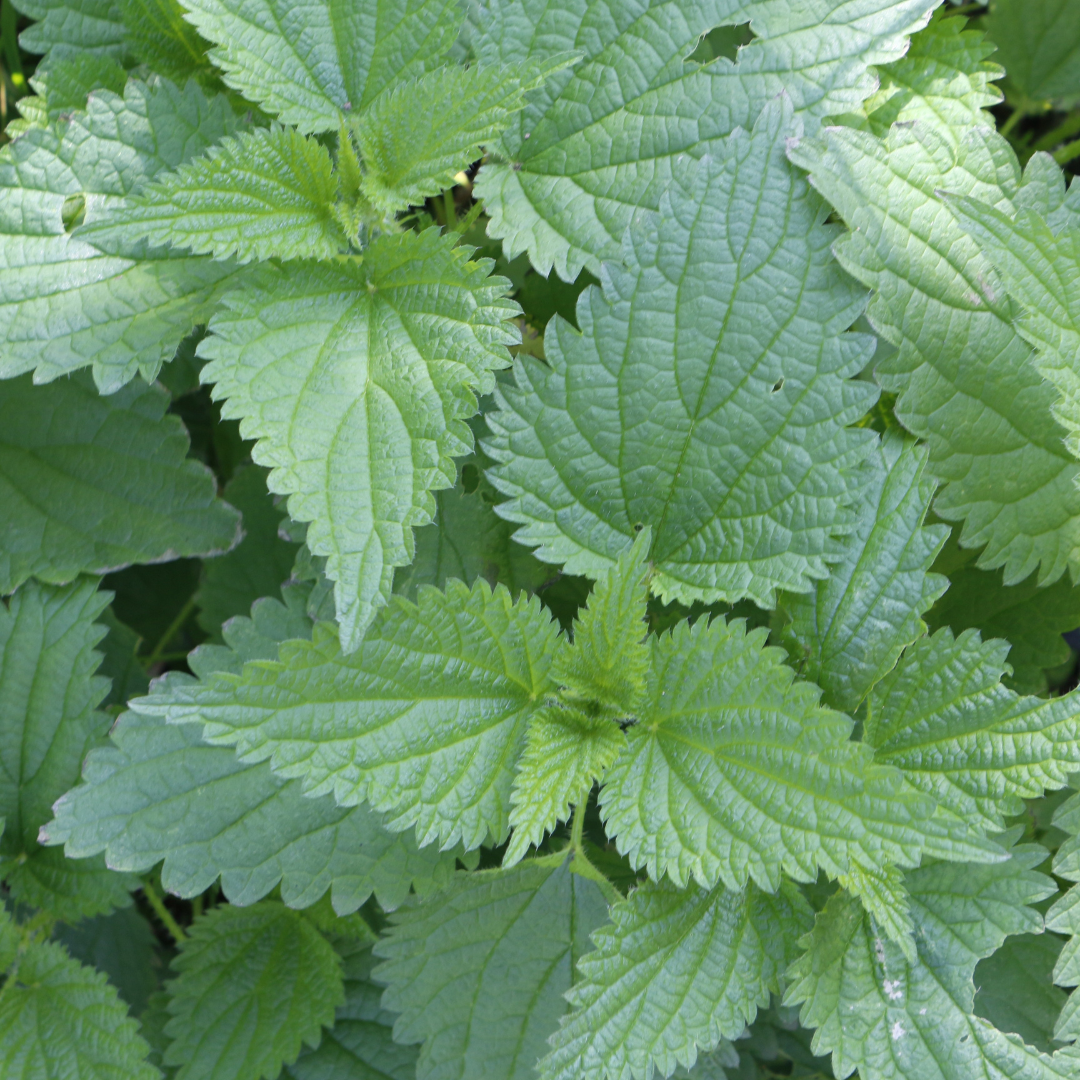 Nettle Leaf - 50gm