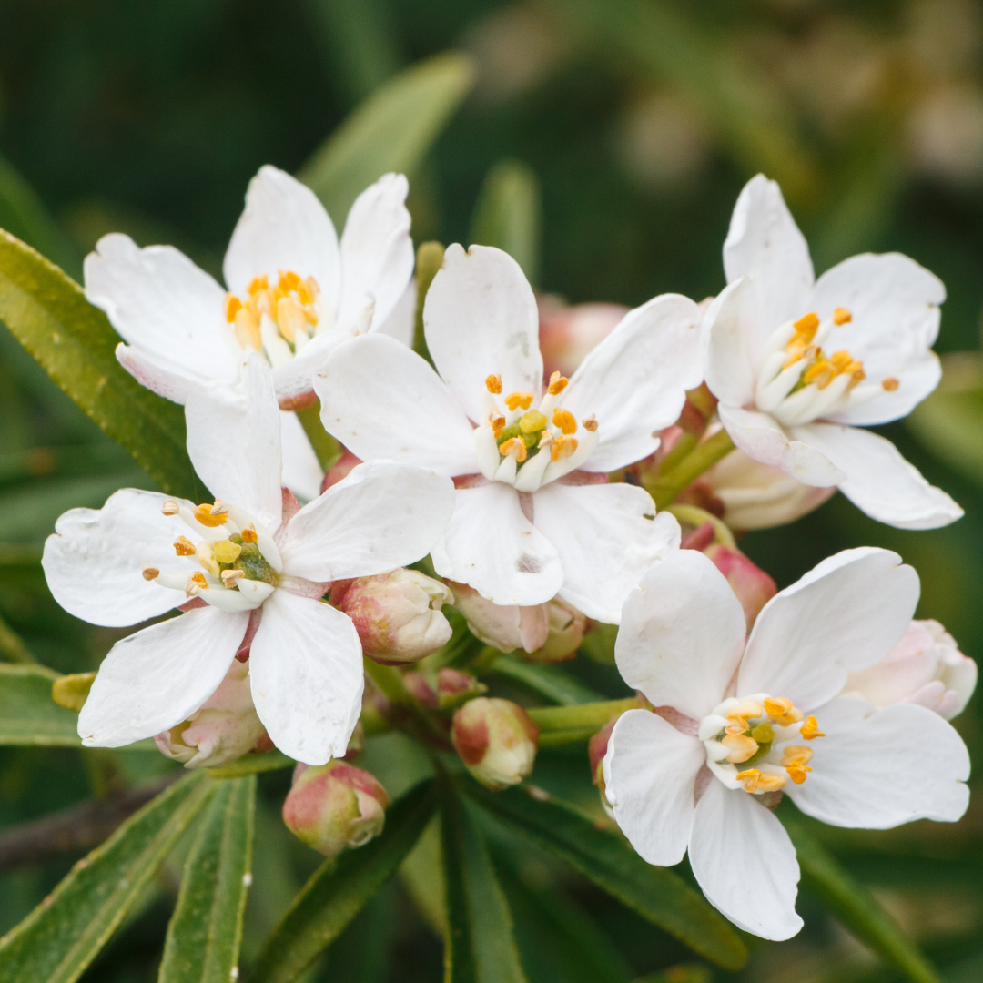 Orange Blossom Hydrosol