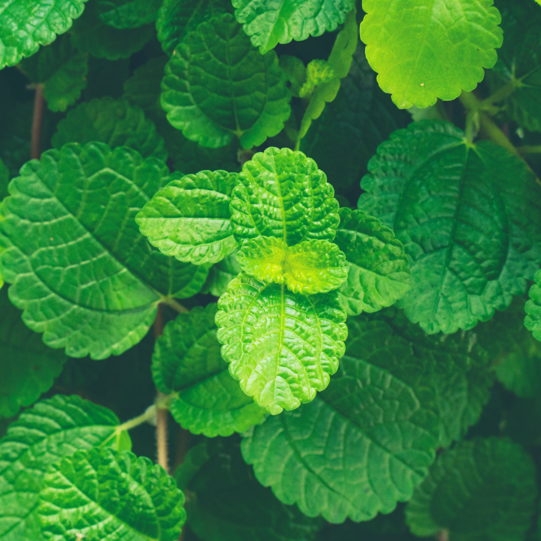Peppermint *certified organic 10ml - Harriet Herbery