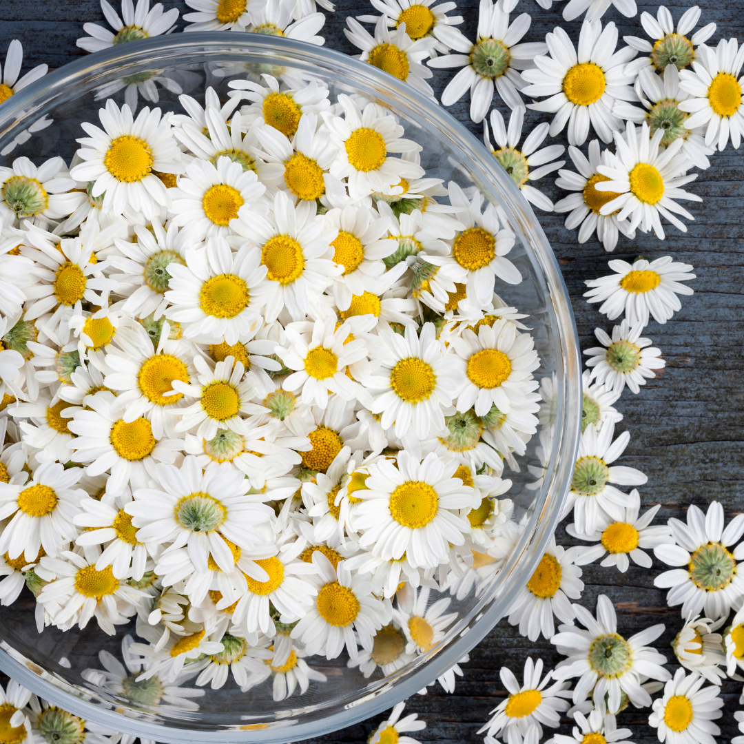 Chamomile (Roman) 3% in Jojoba - 10ml - Harriet Herbery