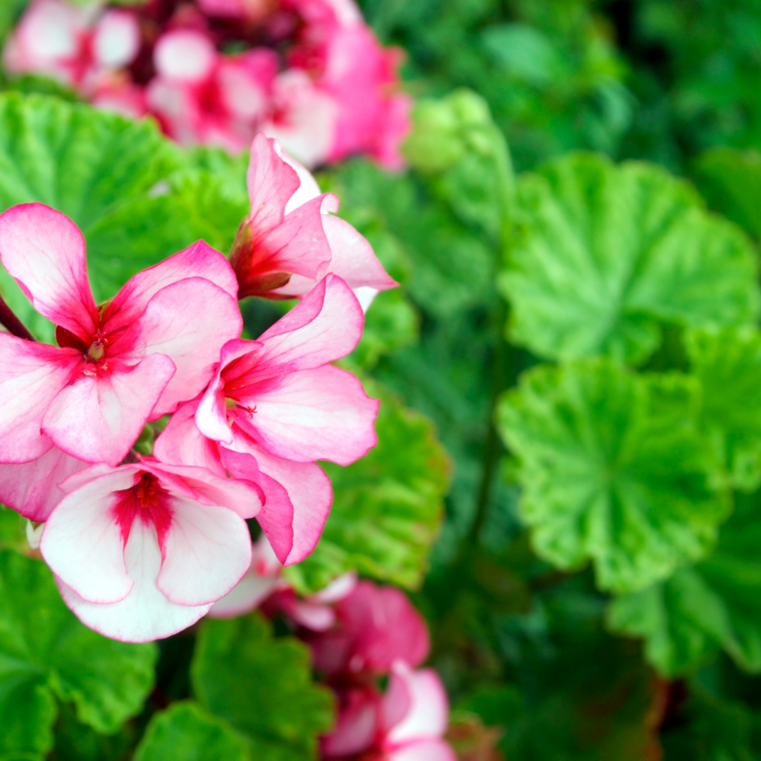 Rose Geranium Essential Oil - 15ml