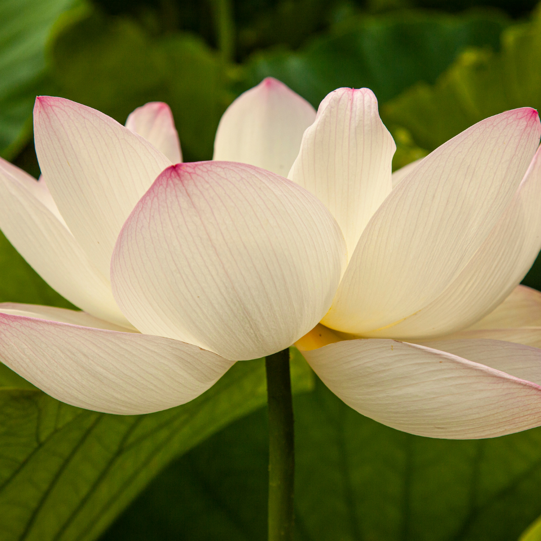 Sacred Lotus Petals Dried - 50gm