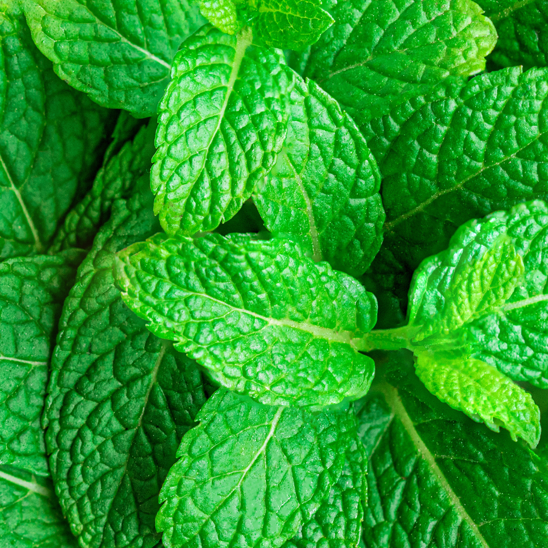 Spearmint Oil - 10ml - Certified Organic - Harriet Herbery