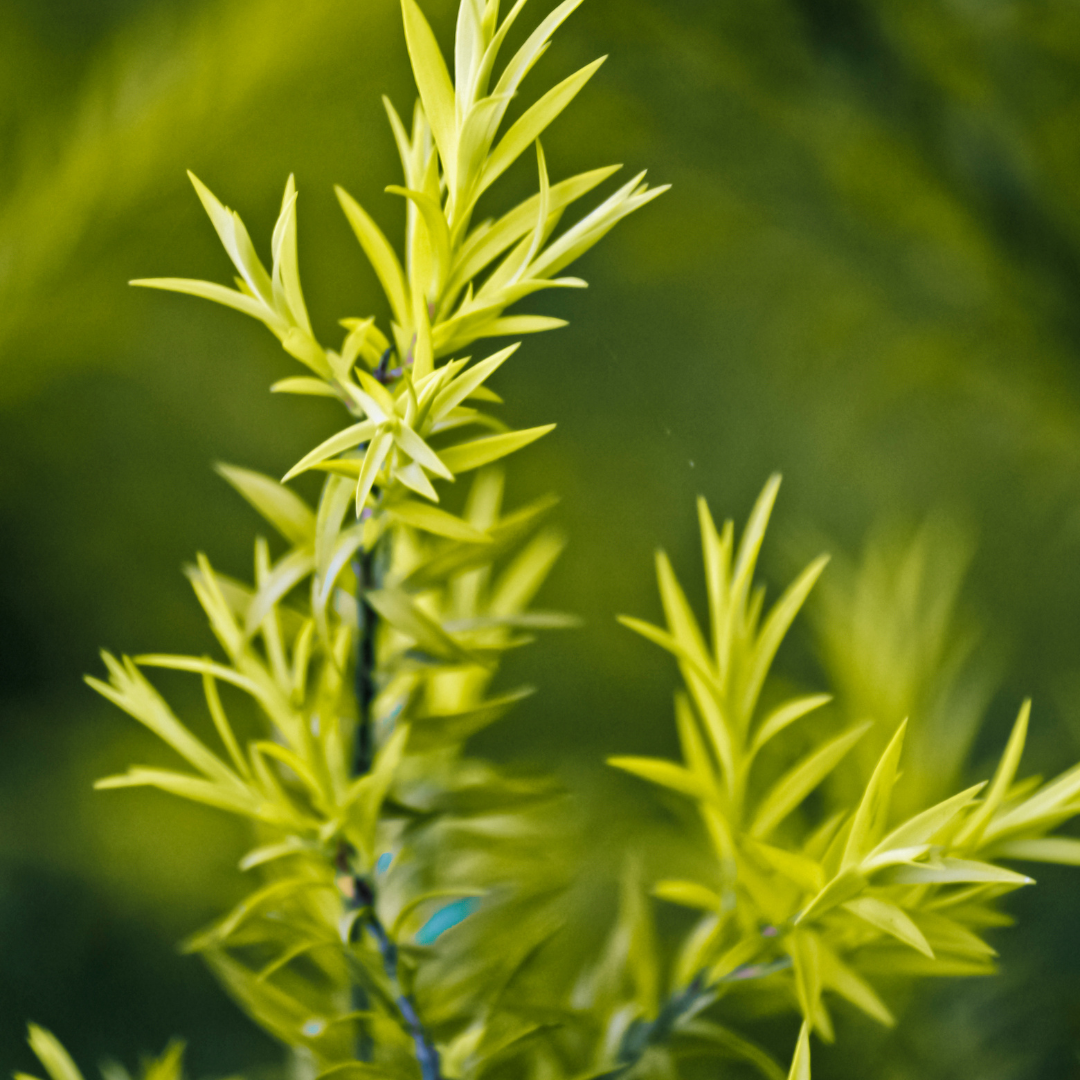 Tea Tree Hydrosol
