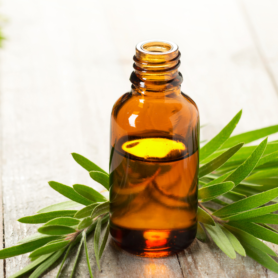 Lemon Scented Tea Tree - Essential Oil - Certified Organic - 10ml