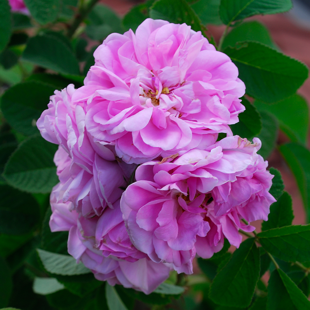 Rose Damask Absolute 3% in Jojoba Oil - 10ml