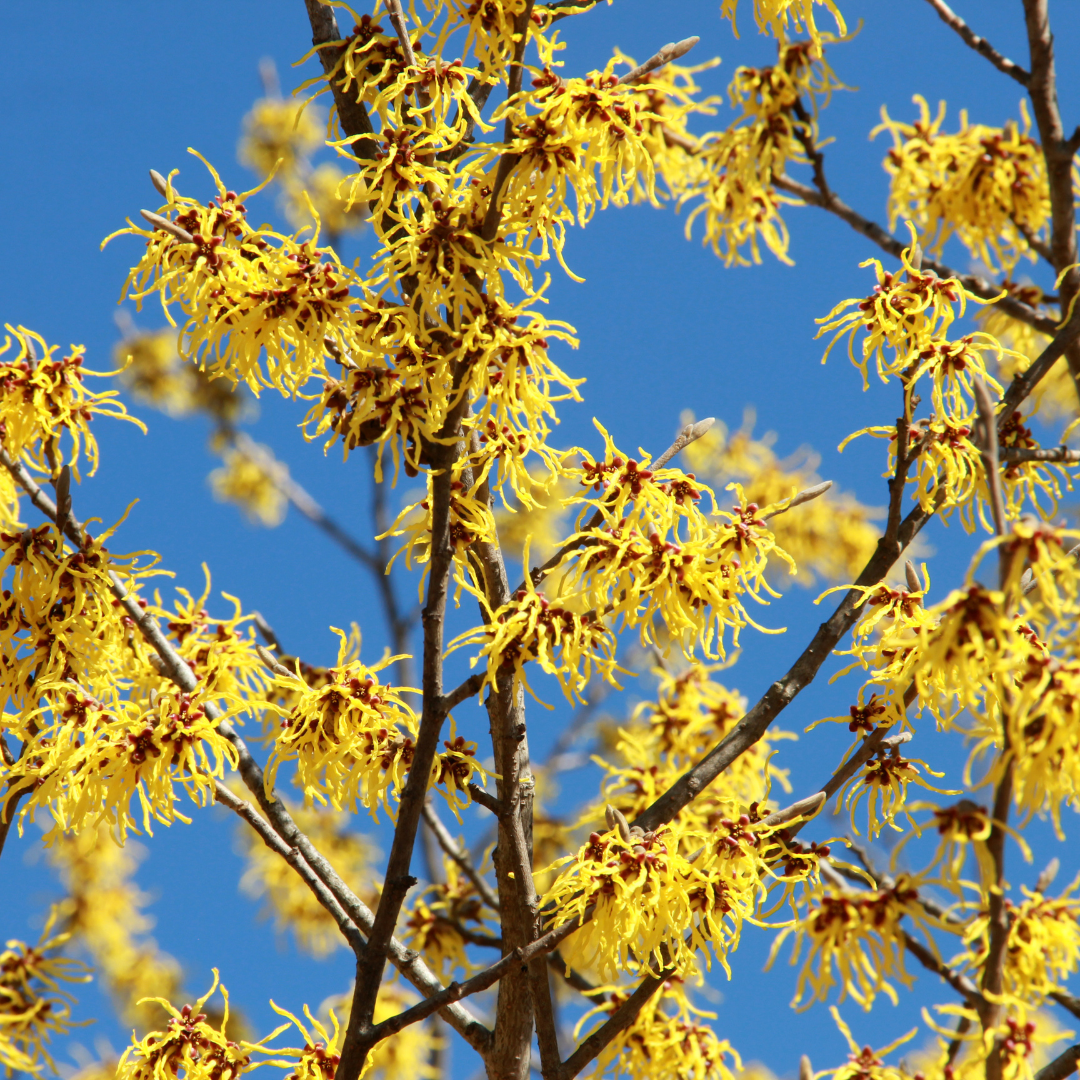 Witch Hazel Leaf - Certified Organic - 50gm