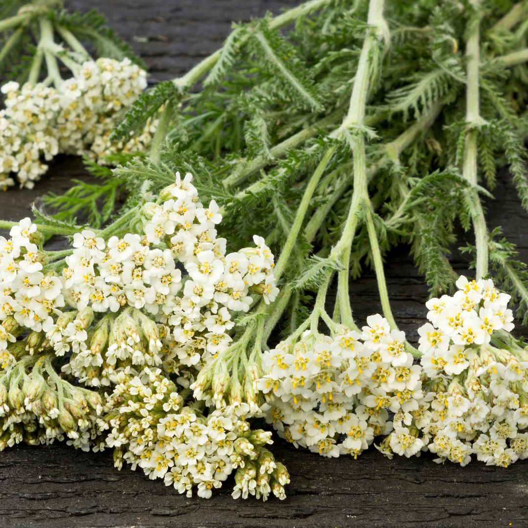 Yarrow Essential Oil 3% in Jojoba - Certified Organic - 10ml