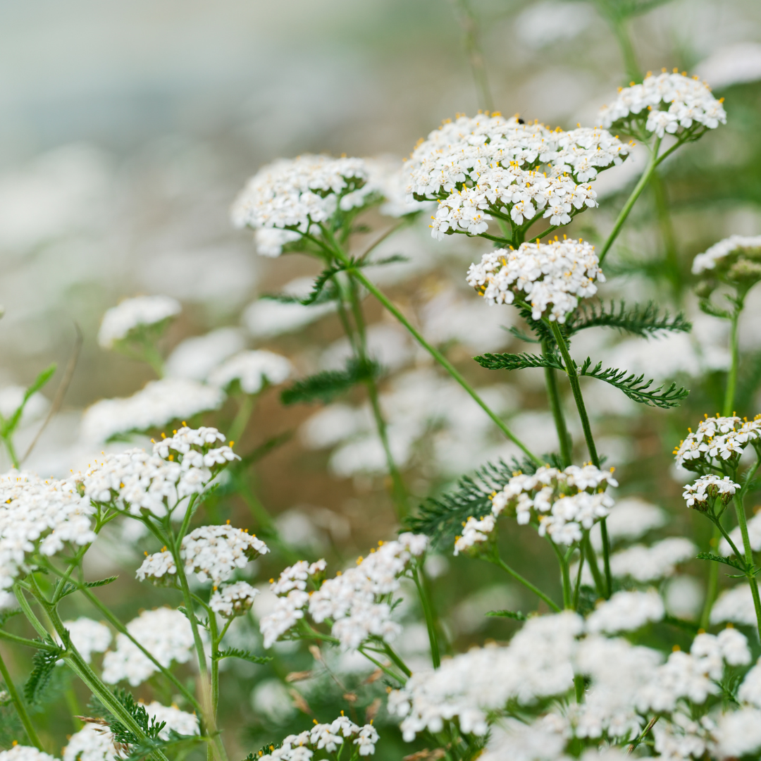 Yarrow Dried - 50gm