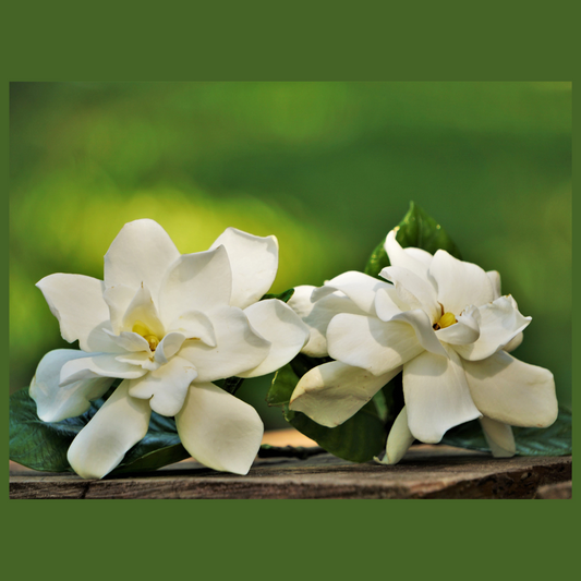 Gardenia Oil - 5ml