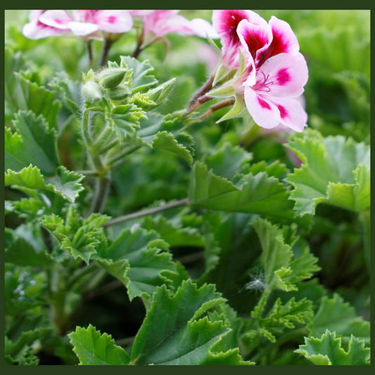 Geranium - Essential Oil - 5ml - Organic