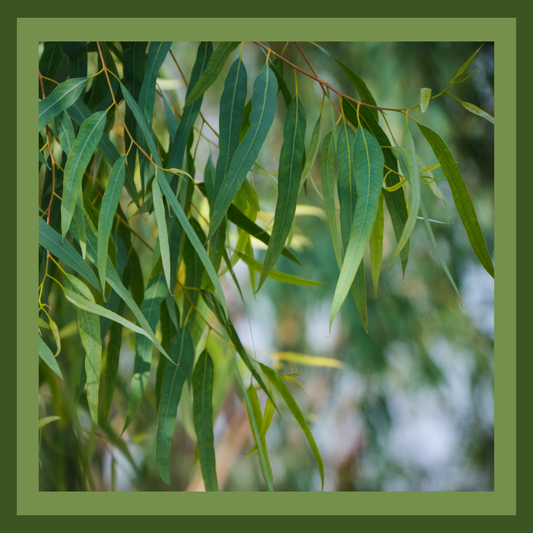 Eucalyptus Kochii Essential Oil - 10ml