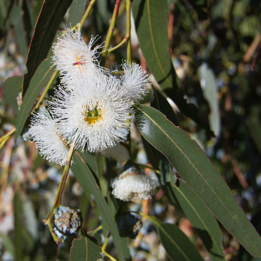 Eucalyptus globulus Essential Oil - 10ml - (Blue Gum)