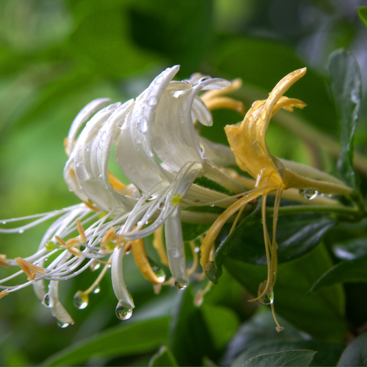 Honeysuckle Oil - 5ml