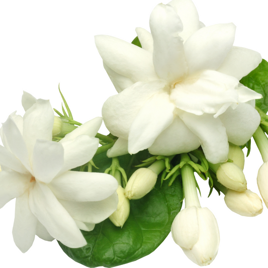 Jasmine grandi Absolute 3%  in Jojoba -10ml